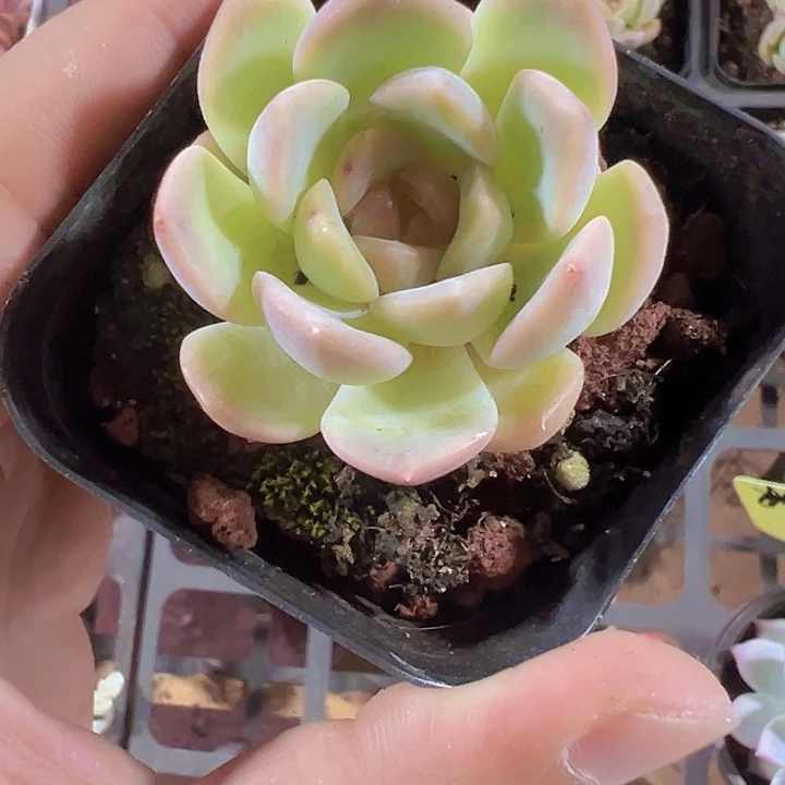 琴心精品多肉植物大战