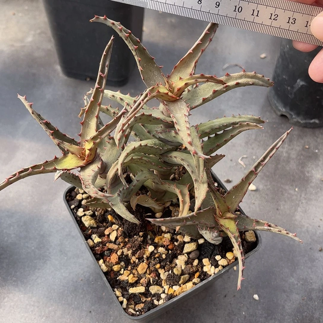 卡萨帝芦荟一物一拍