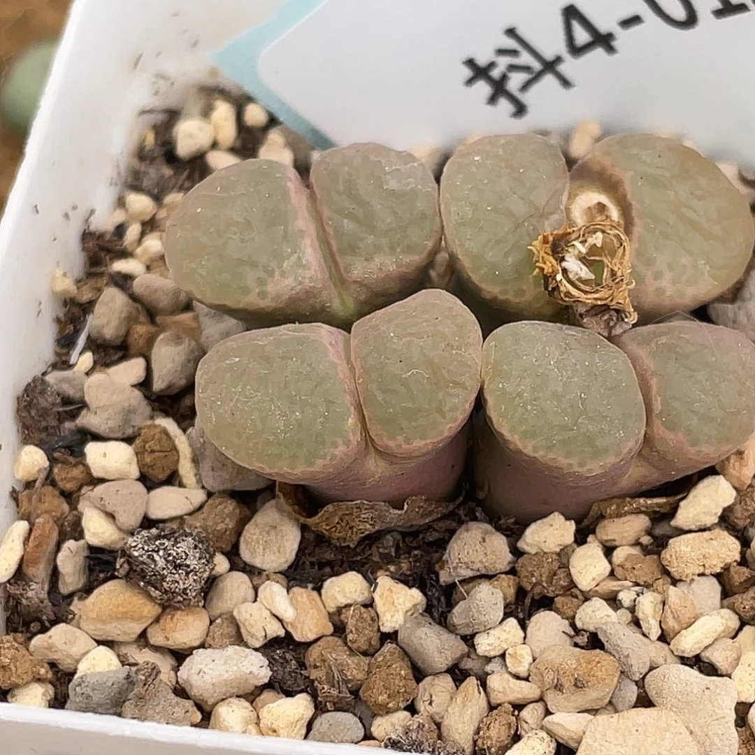 4-12风铃多肉植物