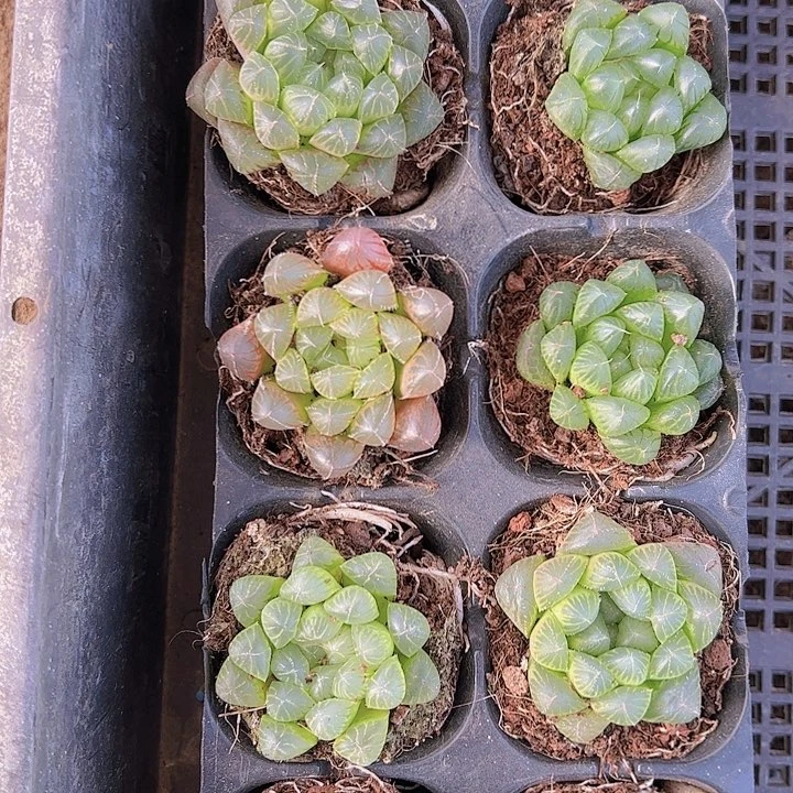 E****?直播福利一物一拍39