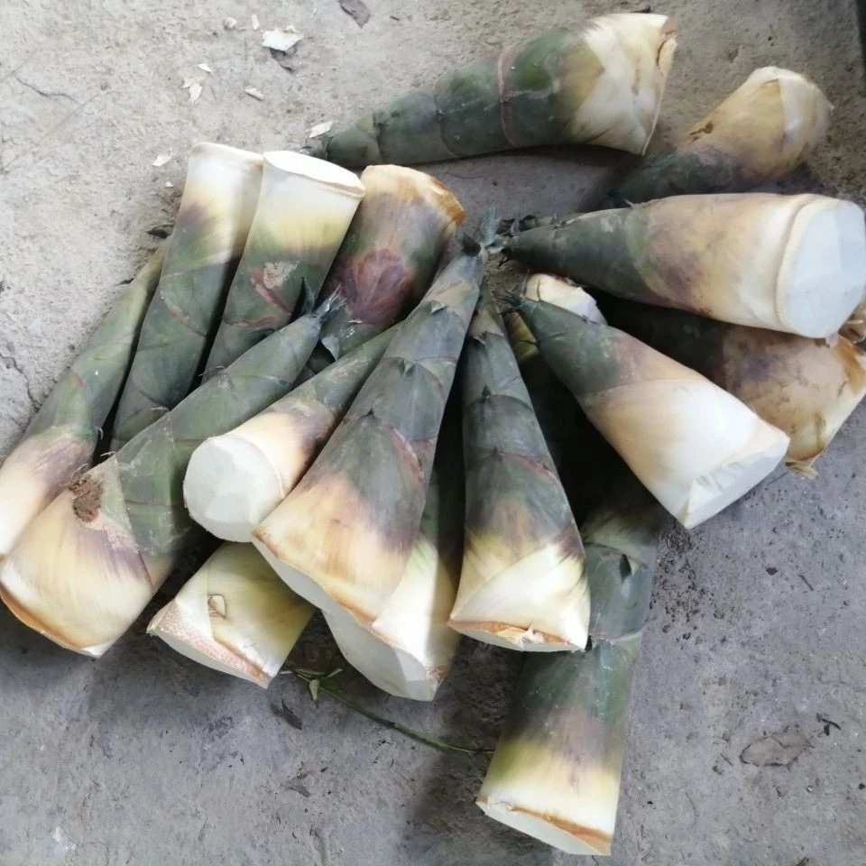 广东揭阳发货省内次日新鲜现挖带壳竹笋多种笋类当季美味可做酸笋