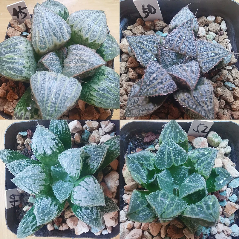 1-8实生寿一物一拍根系好品相佳带盆发货多肉植物10月9日更新
