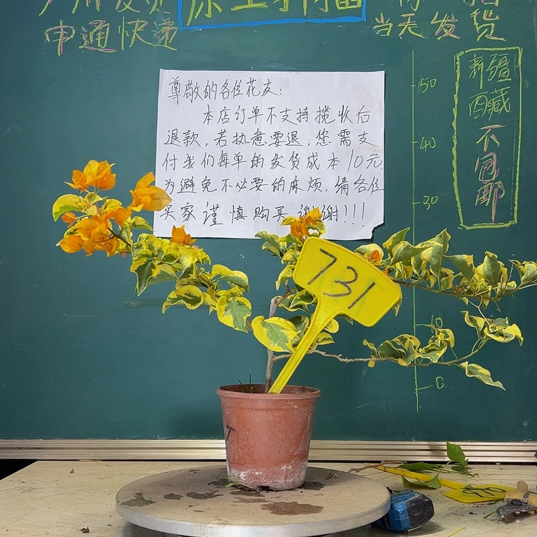 当前无花栽培后可以开花  金边黄  731