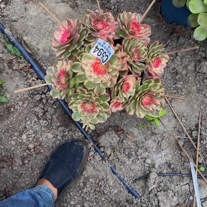 海神花30-41包邮花花
