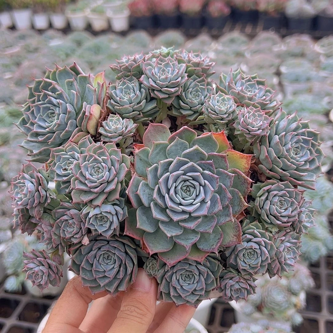 海滨格瑞带盆土精品整装特价