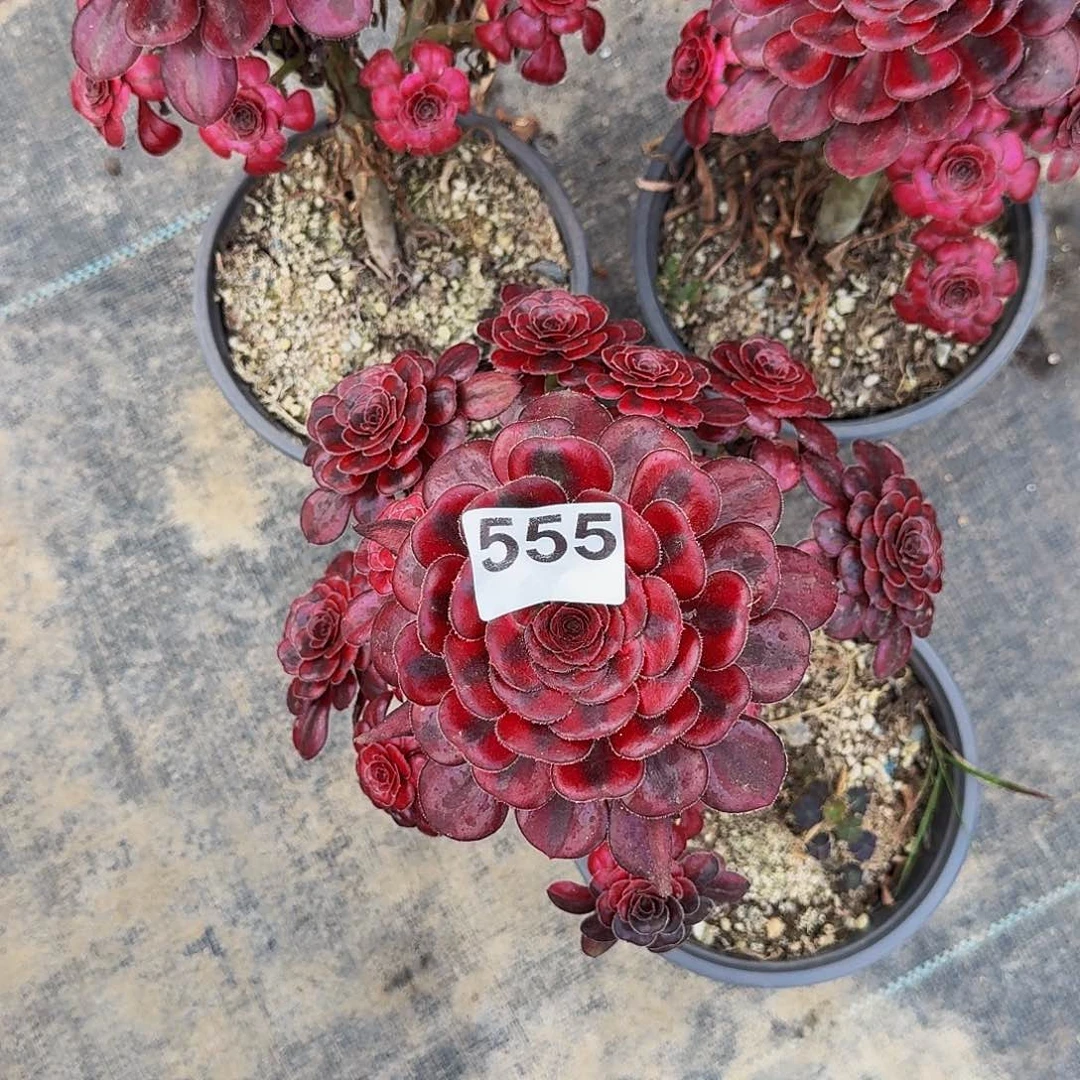 555香奈儿半木质桩