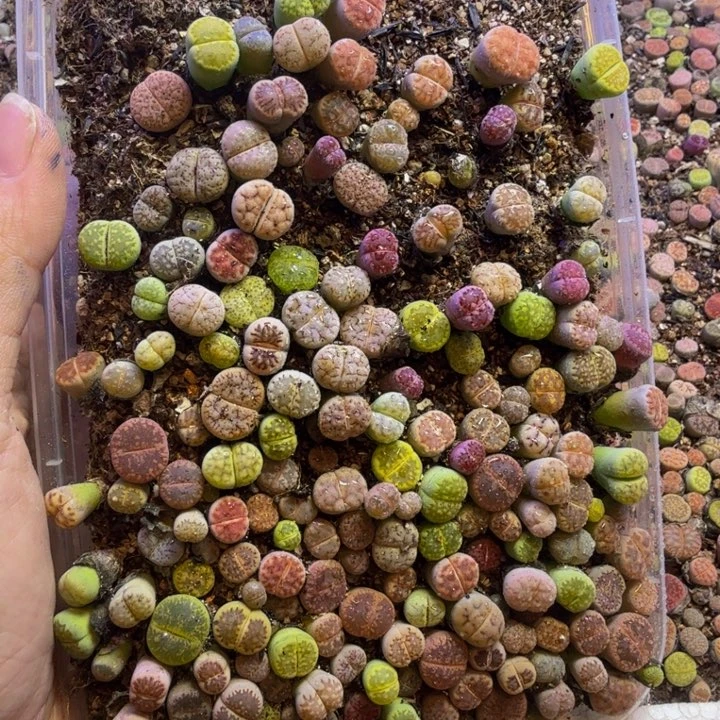 雨**?多肉植物和野生植物27