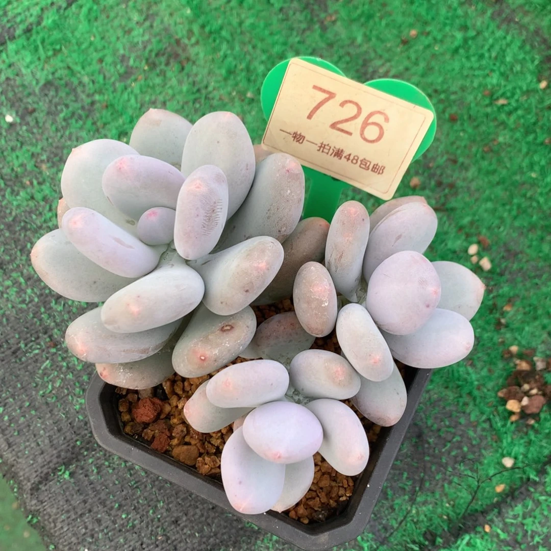 米可奶酪杂交开播福利