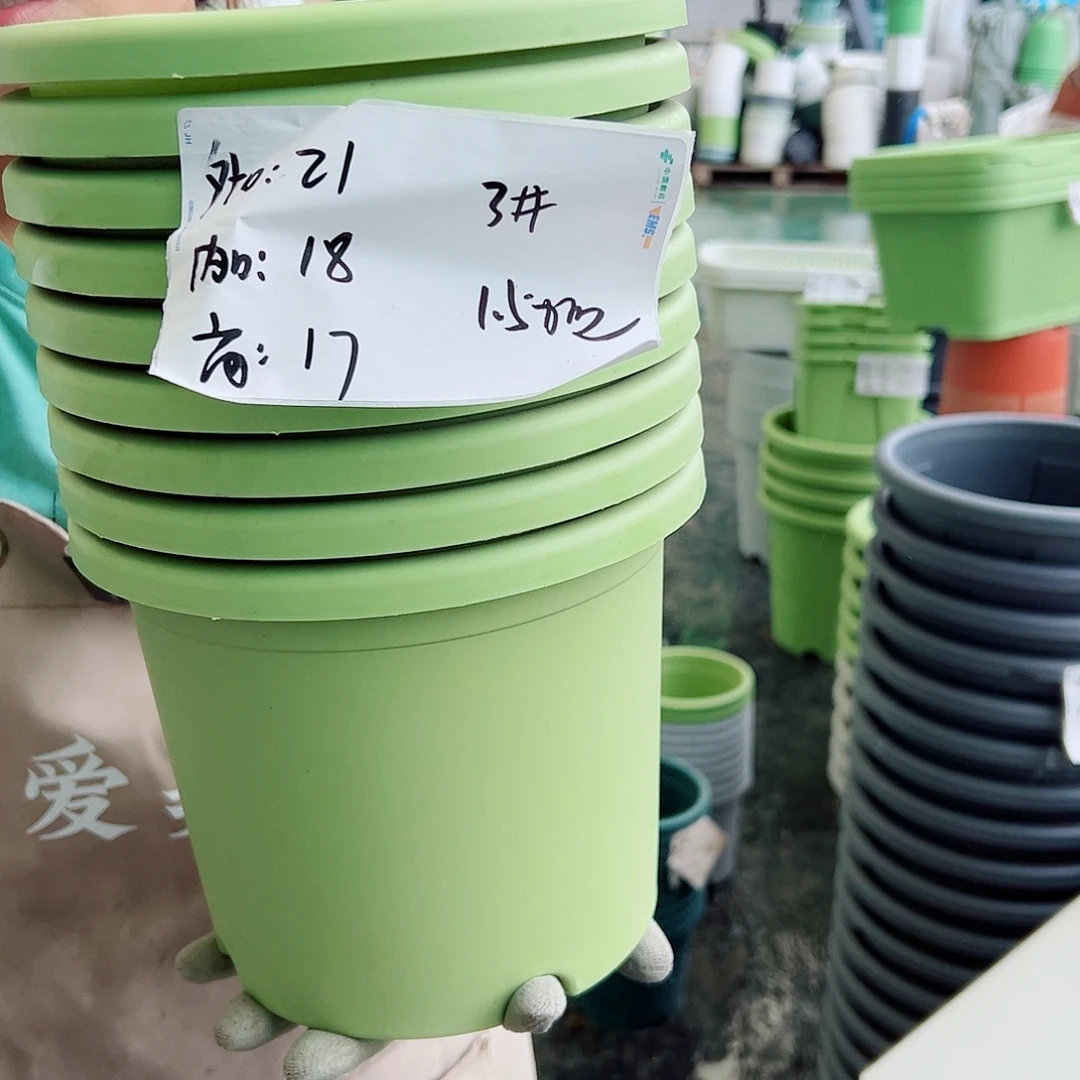 四季盆3#果绿色10个无托