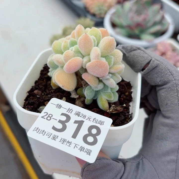 雪晃星缀化无盆土发货多肉多