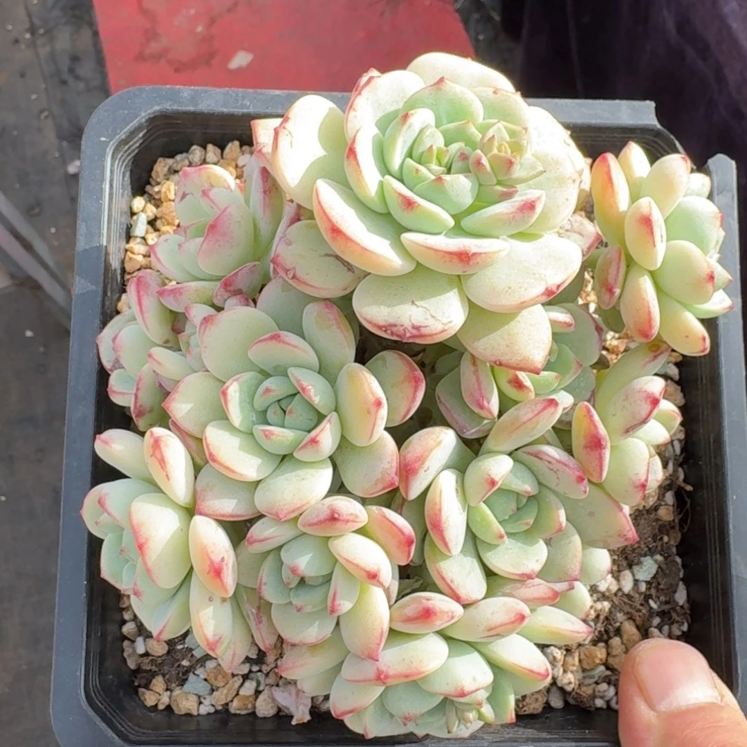 15厘米的尺寸一物一拍的