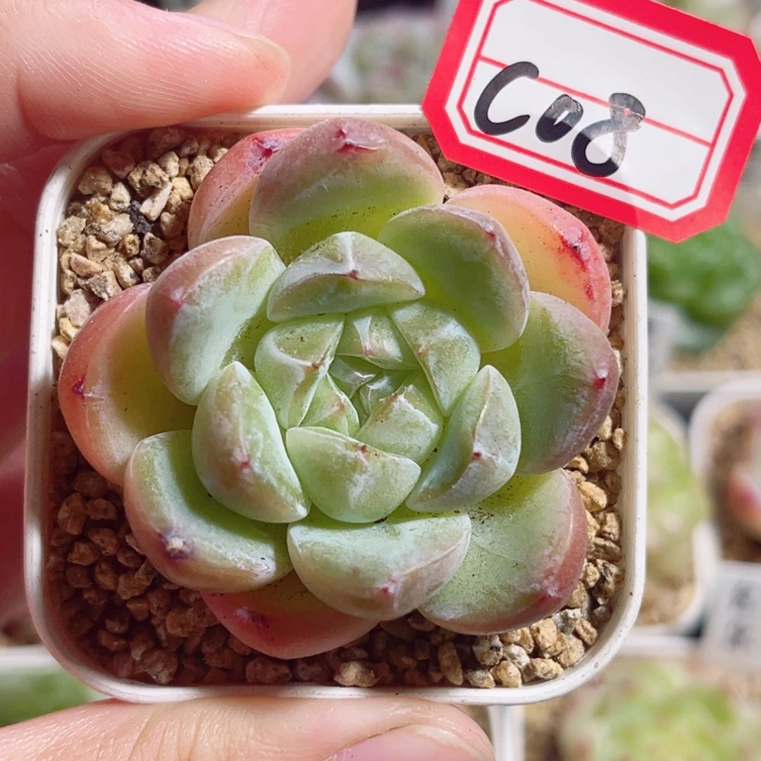 C08 一物一拍 珍妮瑕疵