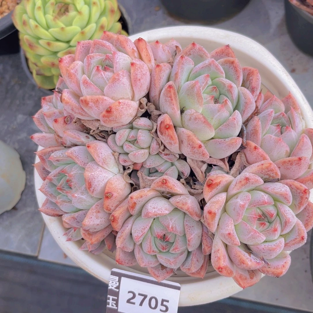 冰山美人多肉植物2705