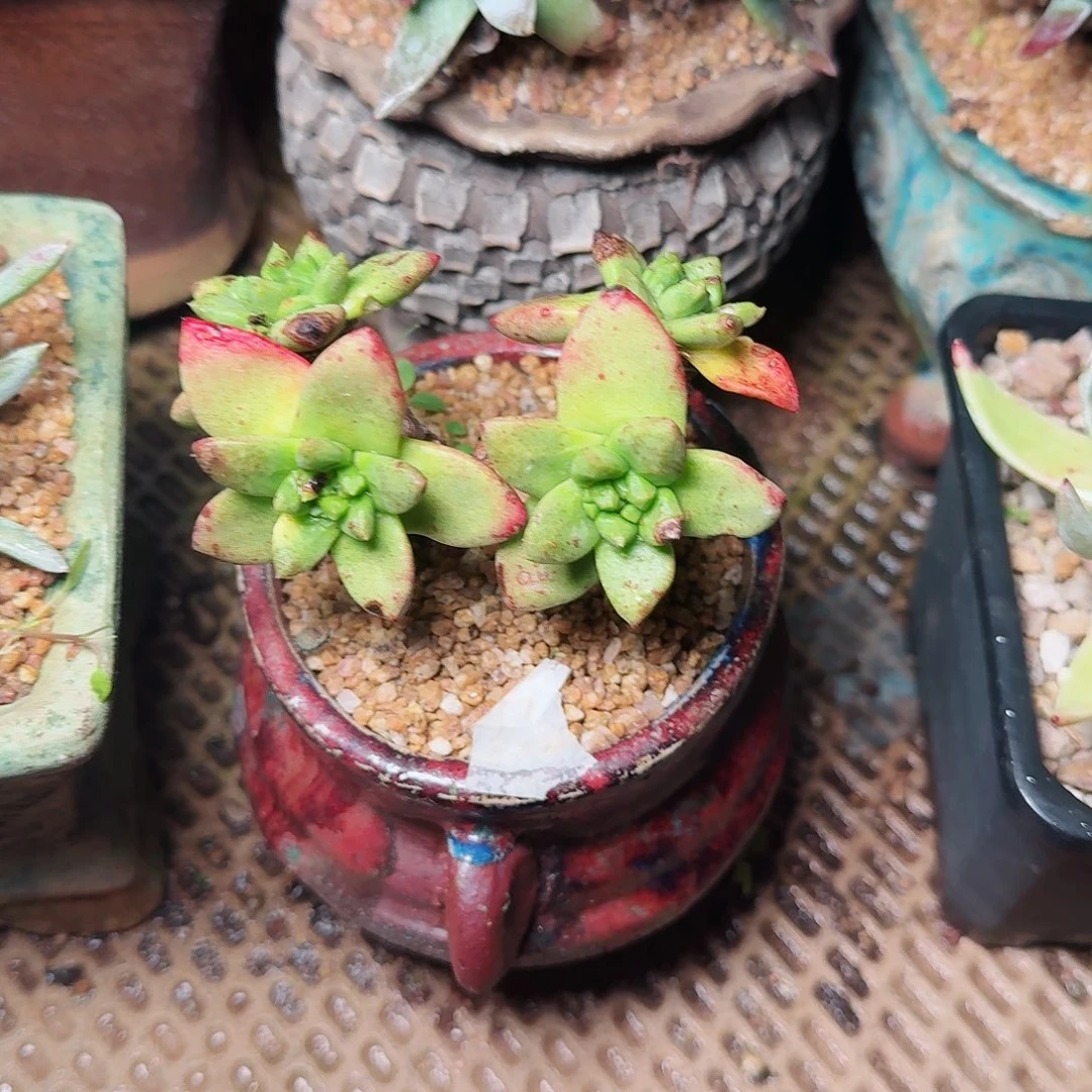 1043青钢苹果叶多肉