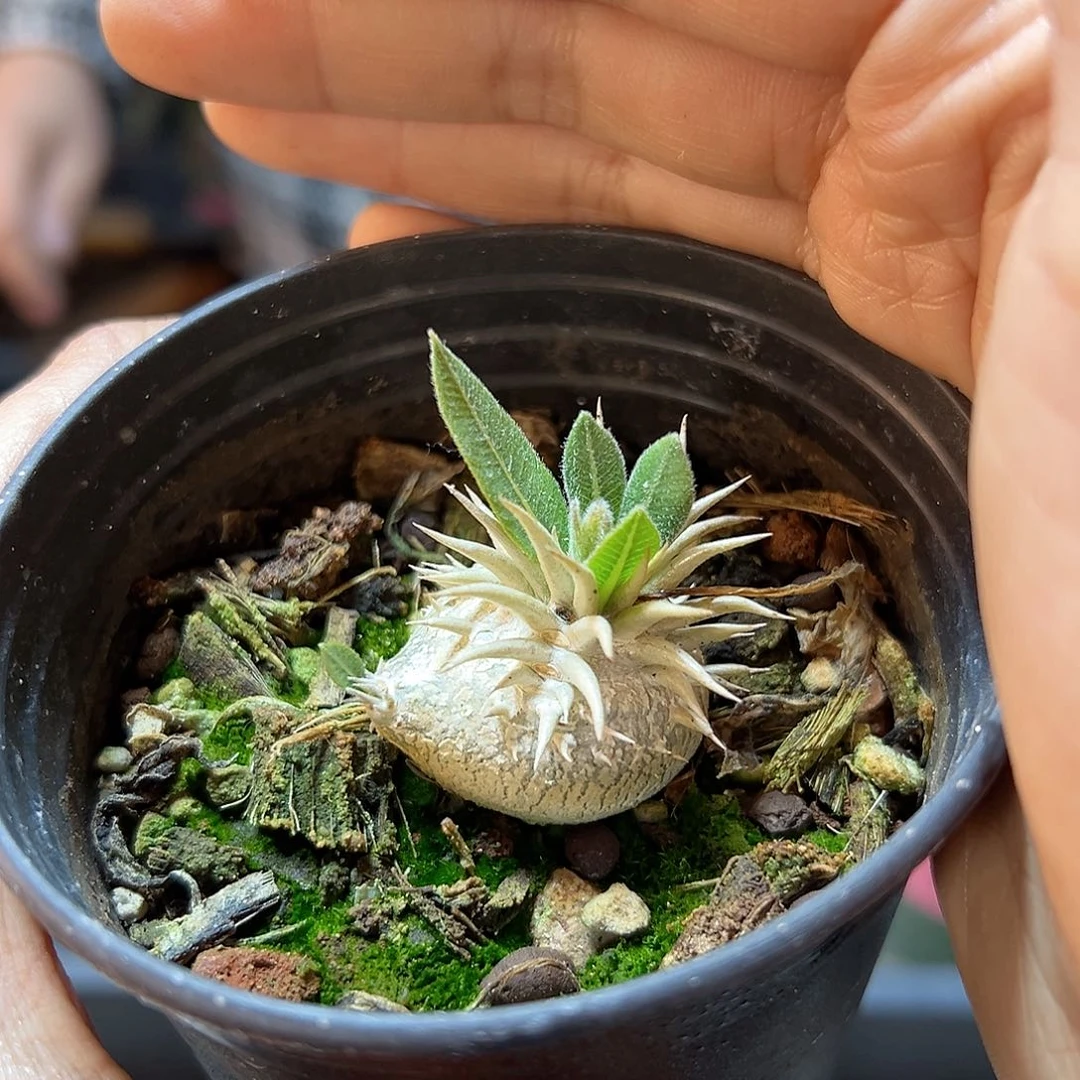 实生惠比须笑2.5公分