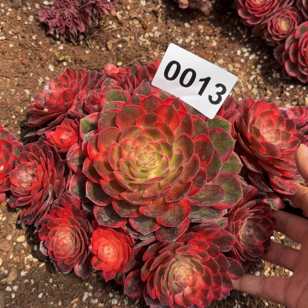 0013多肉植物黑膜锦