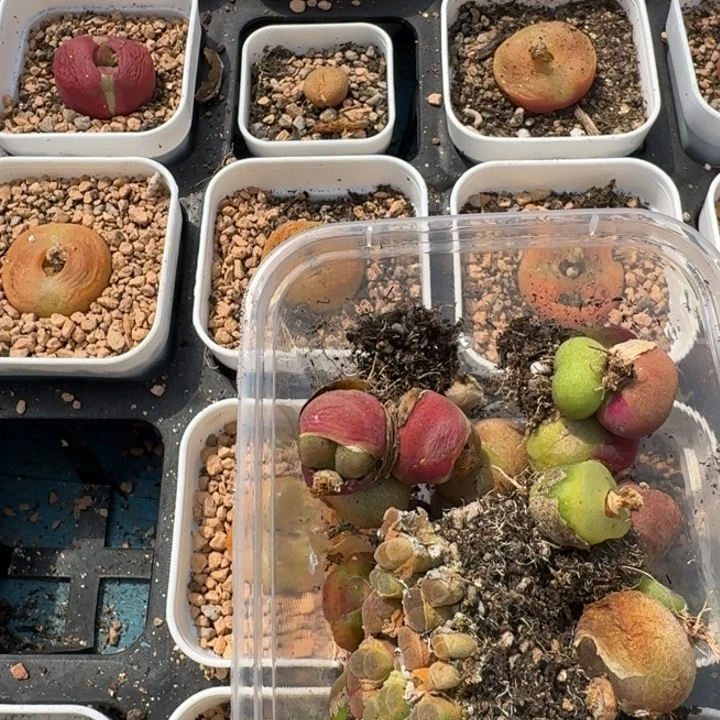 豆包多肉-37号福利