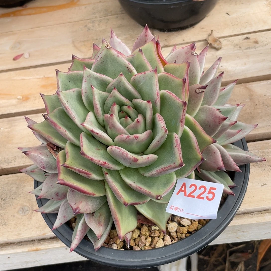 若如东云单拍A225