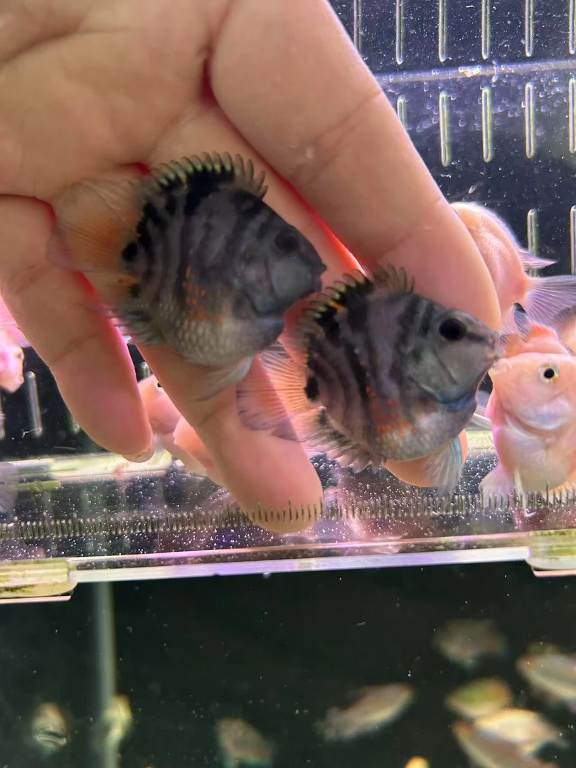 迷你鹦鹉鱼摩卡一对