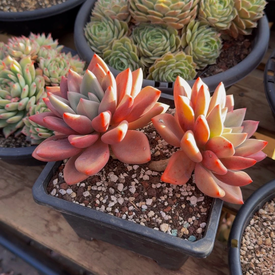 莓*恼桃花源零度不包损多肉