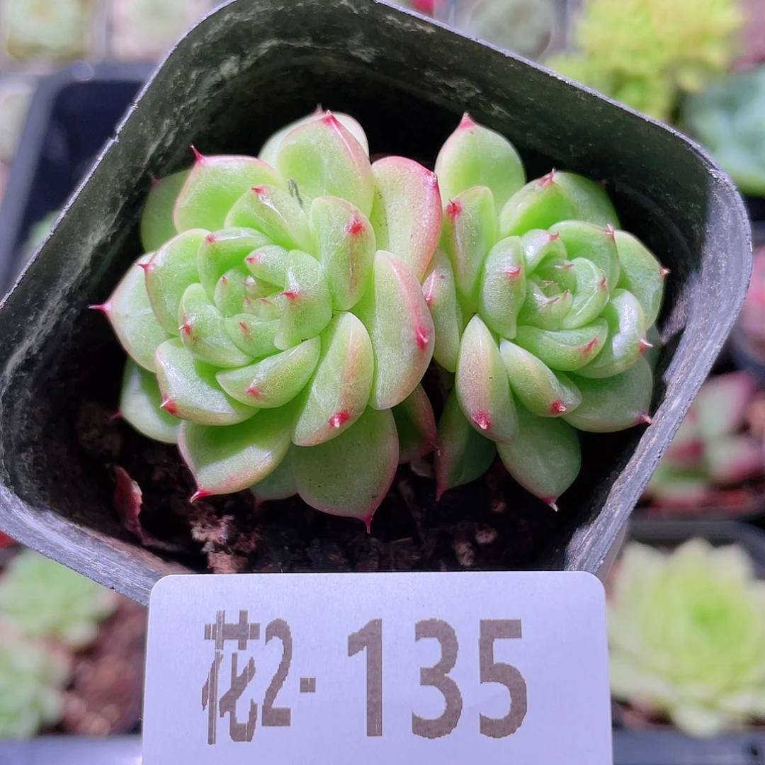 花利美2-135麦秆双头