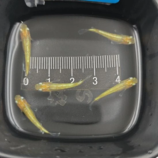 青鳉鱼观背青鳉金鳞一组A12号