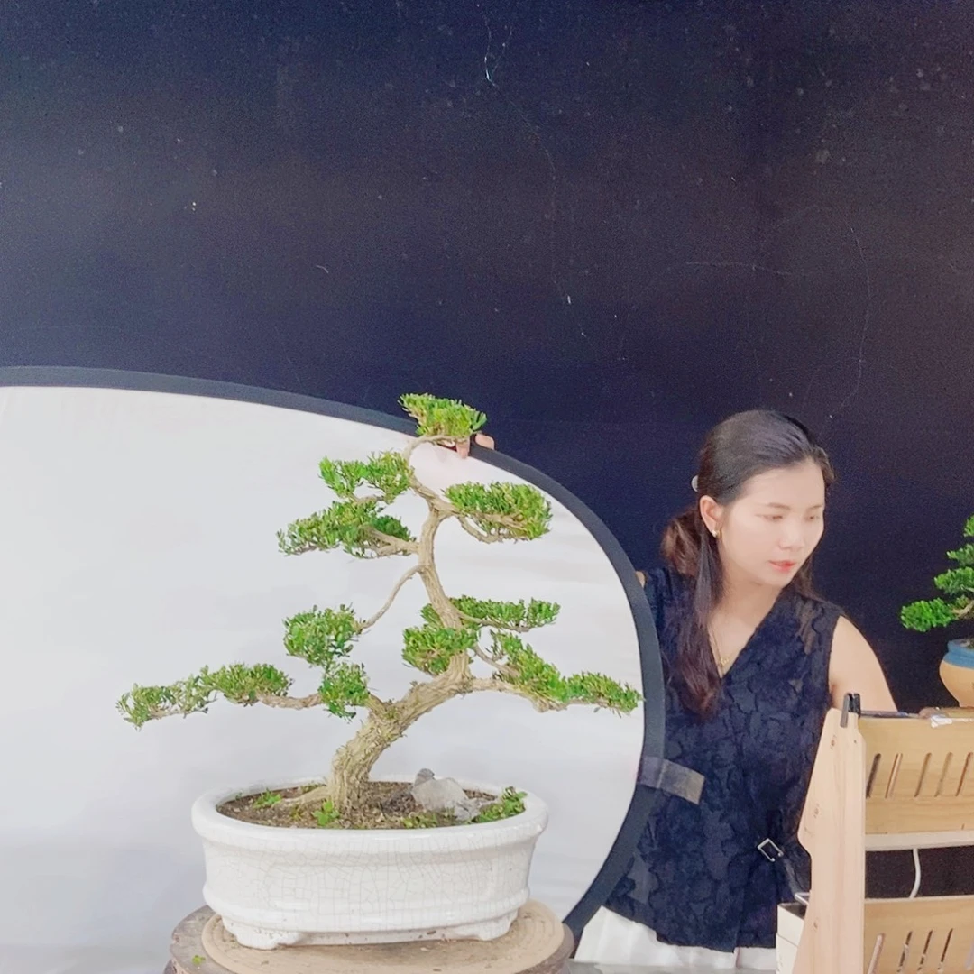 当前无花朵，栽培后可花朵