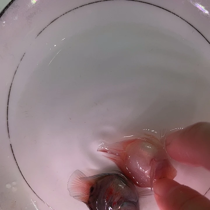 鹦鹉鱼迷你鹦鹉鱼