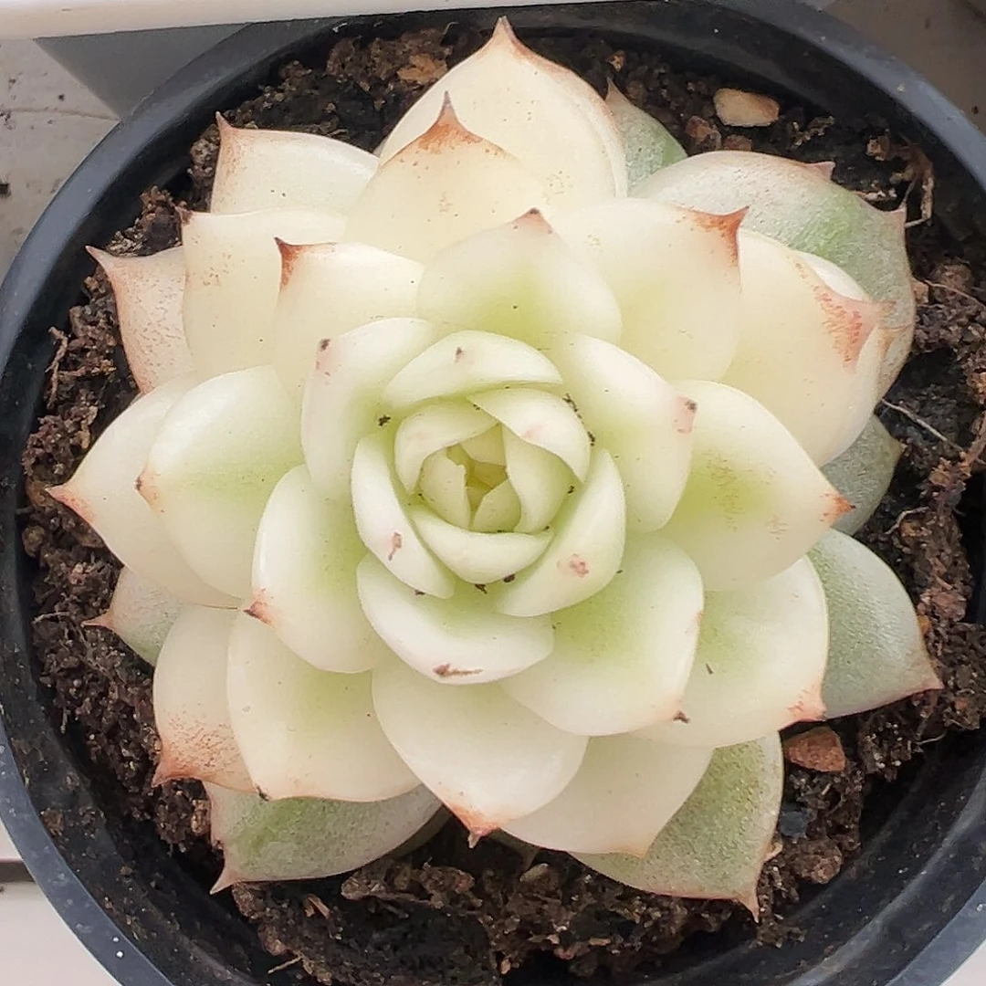 黑水晶宽锦多肉植物