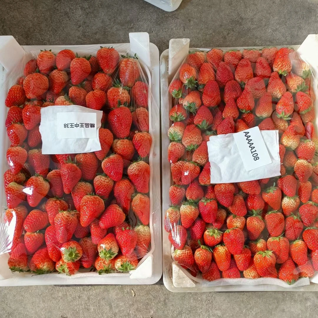安徽巧克力奶油草莓大果整版10斤99红颜99草莓中国大陆