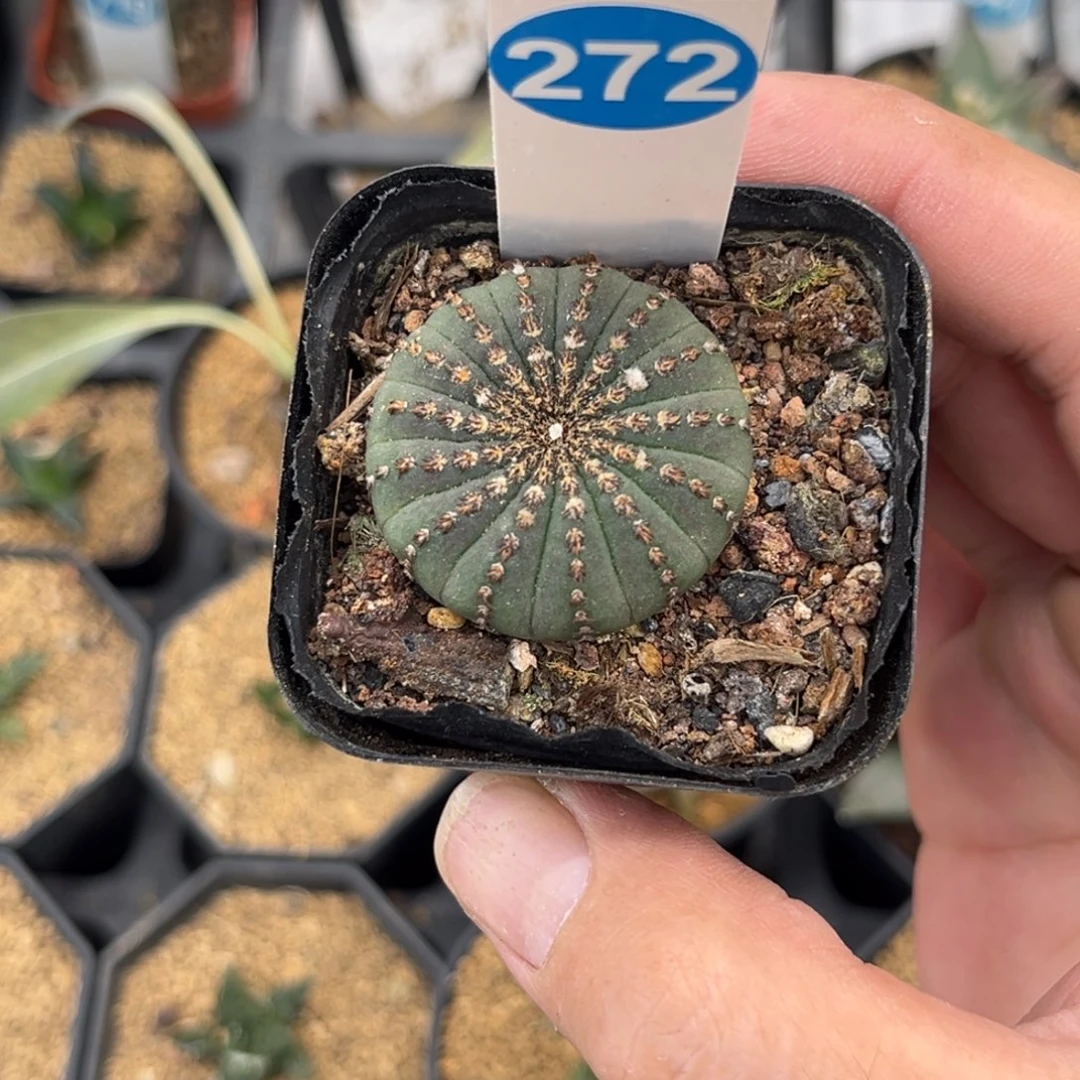 272实生大型士童带盆带土