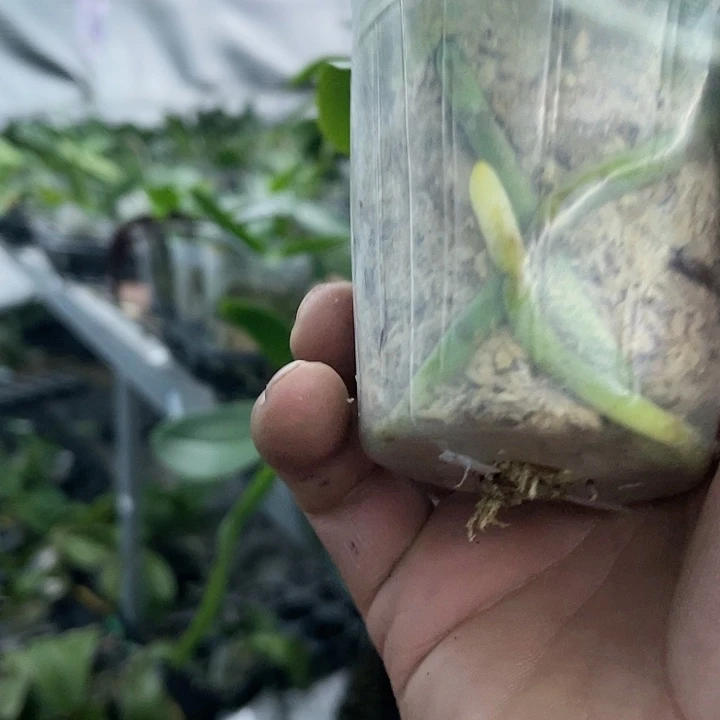 当前无花栽培后可以开花香水黄金带剑