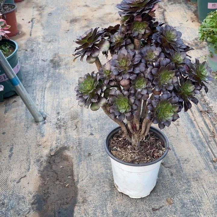 蛋***宝632黑法师多肉植物多肉