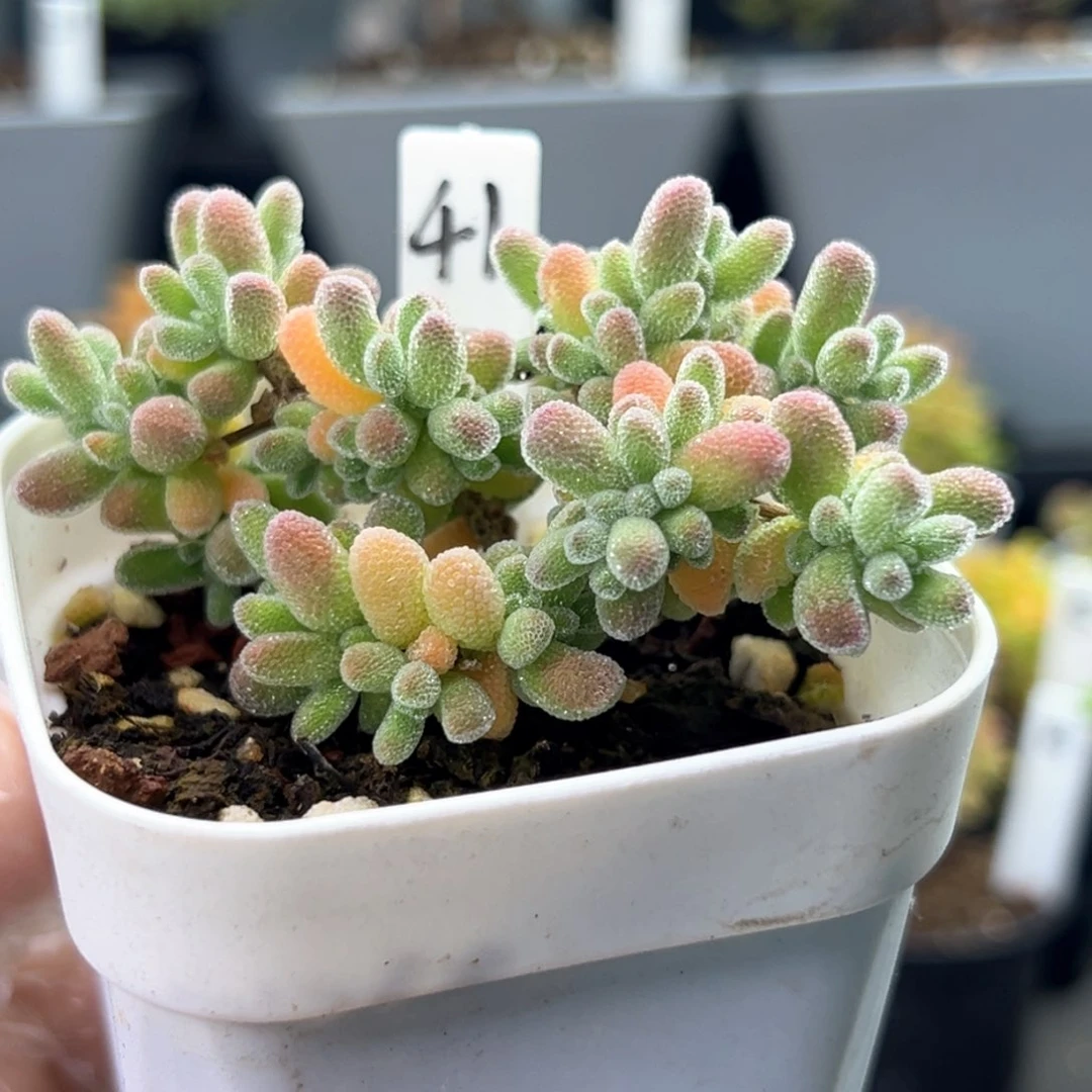 彩冰晶41号6.5厘米盆