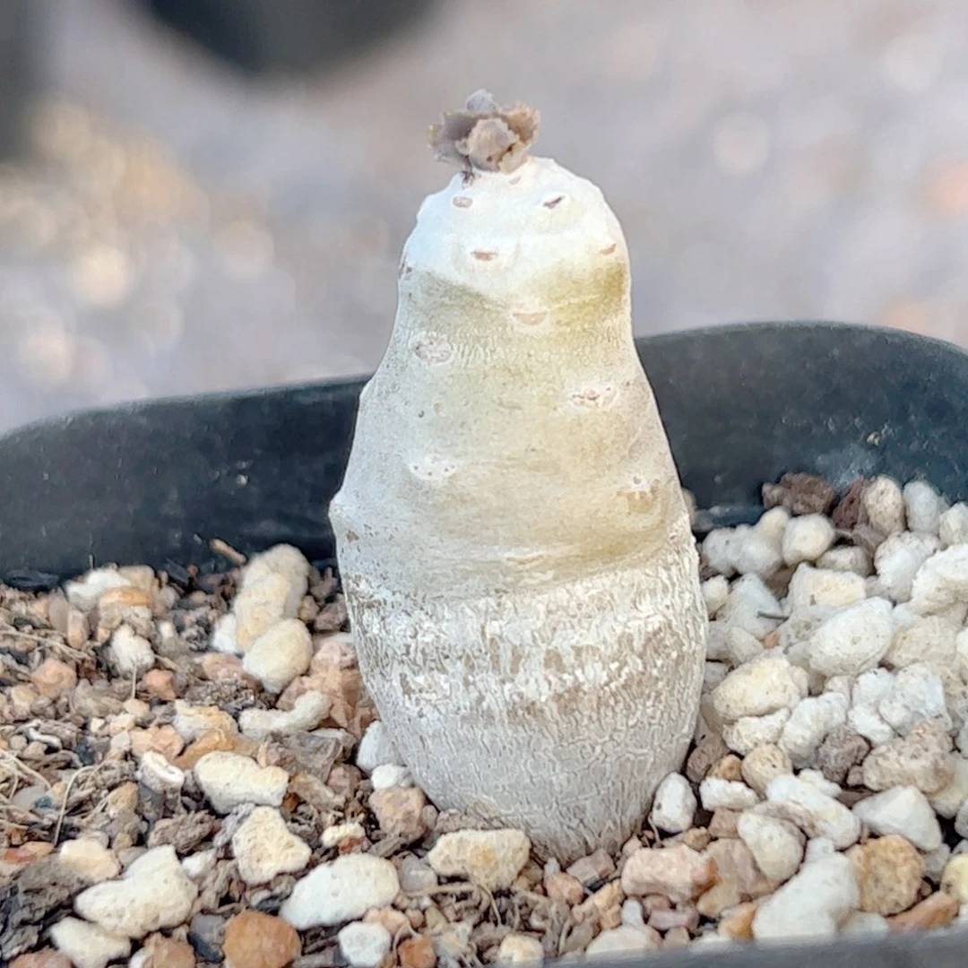 实生 雪露厚敦菊