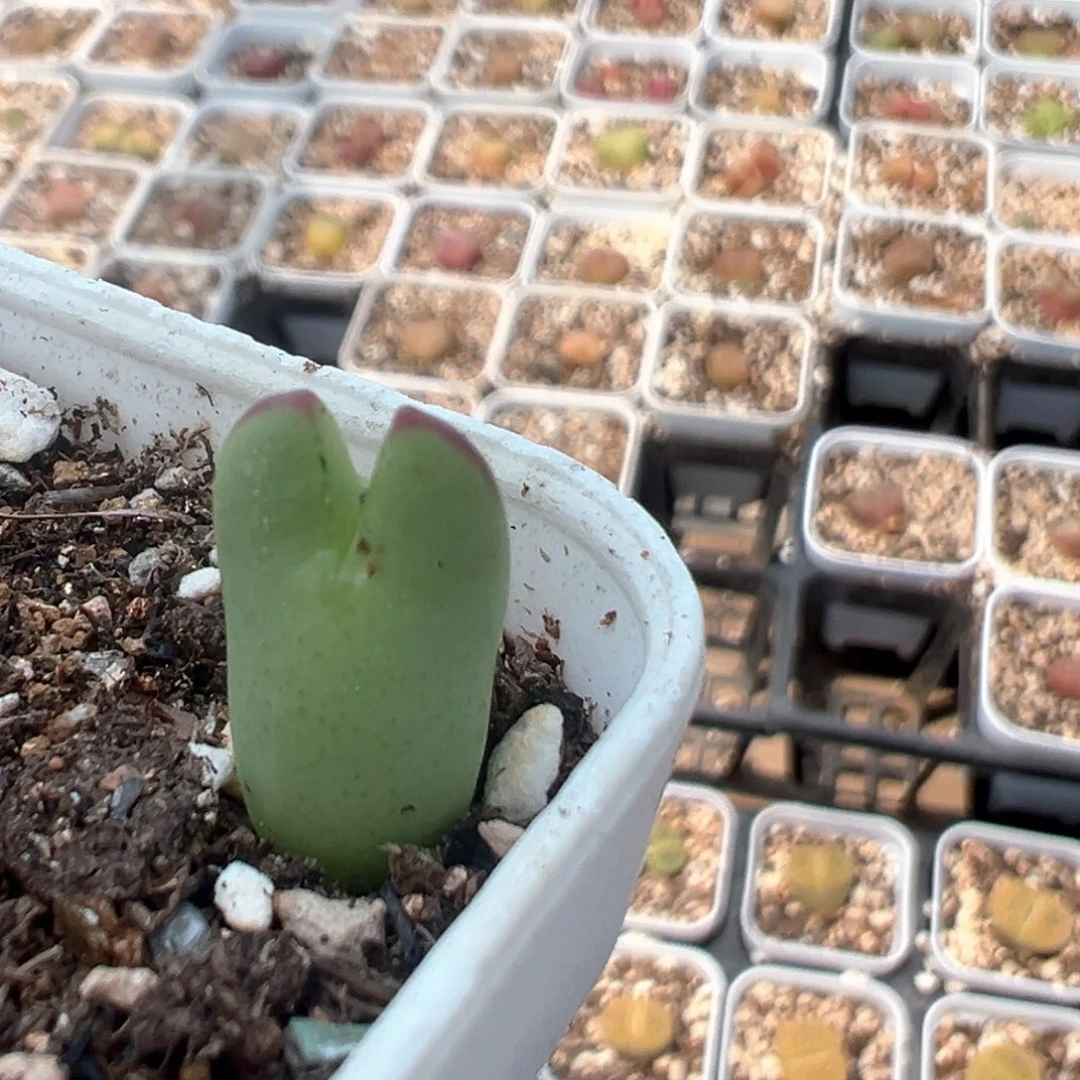 ?****果23多肉植物百科知识