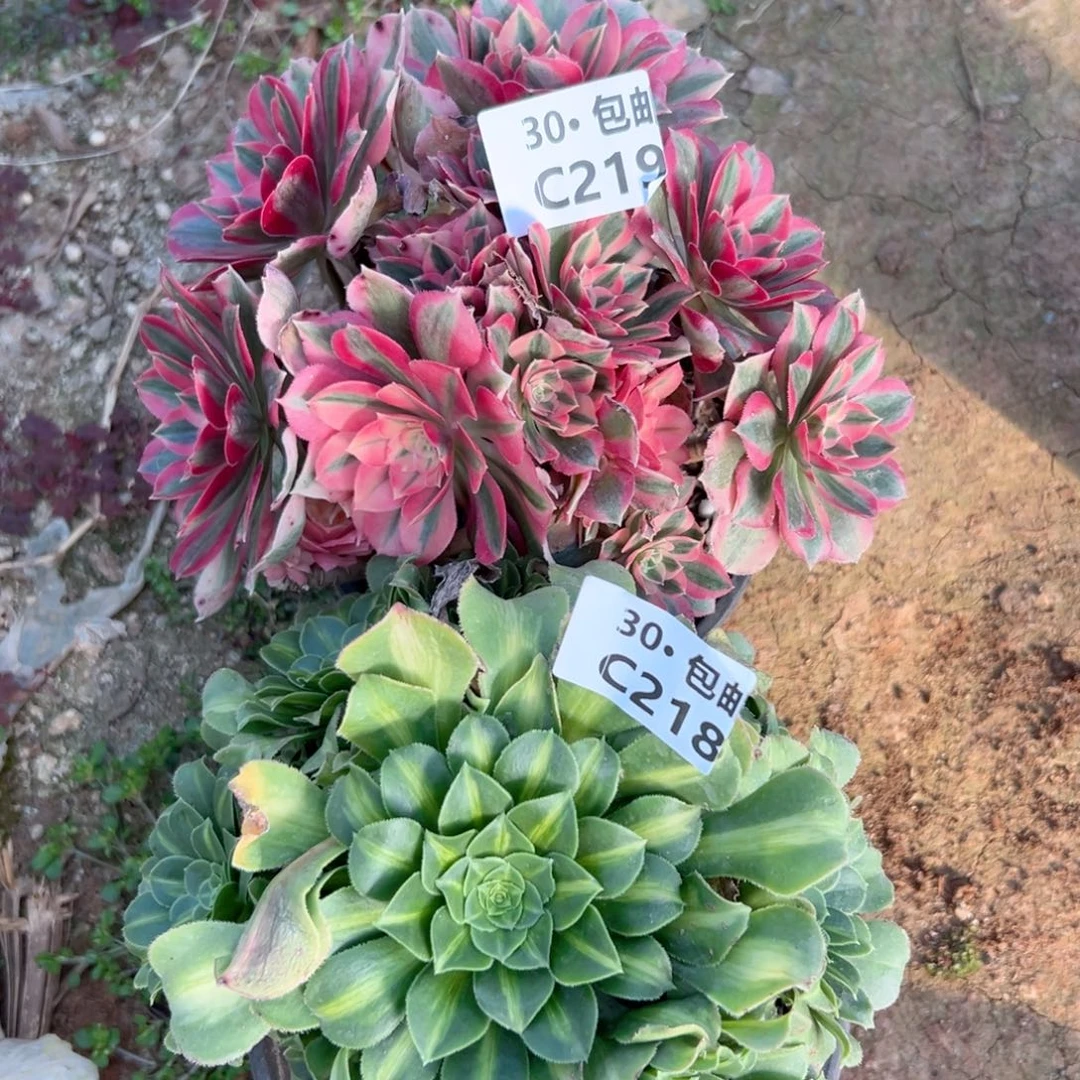 2颗处理多肉法师