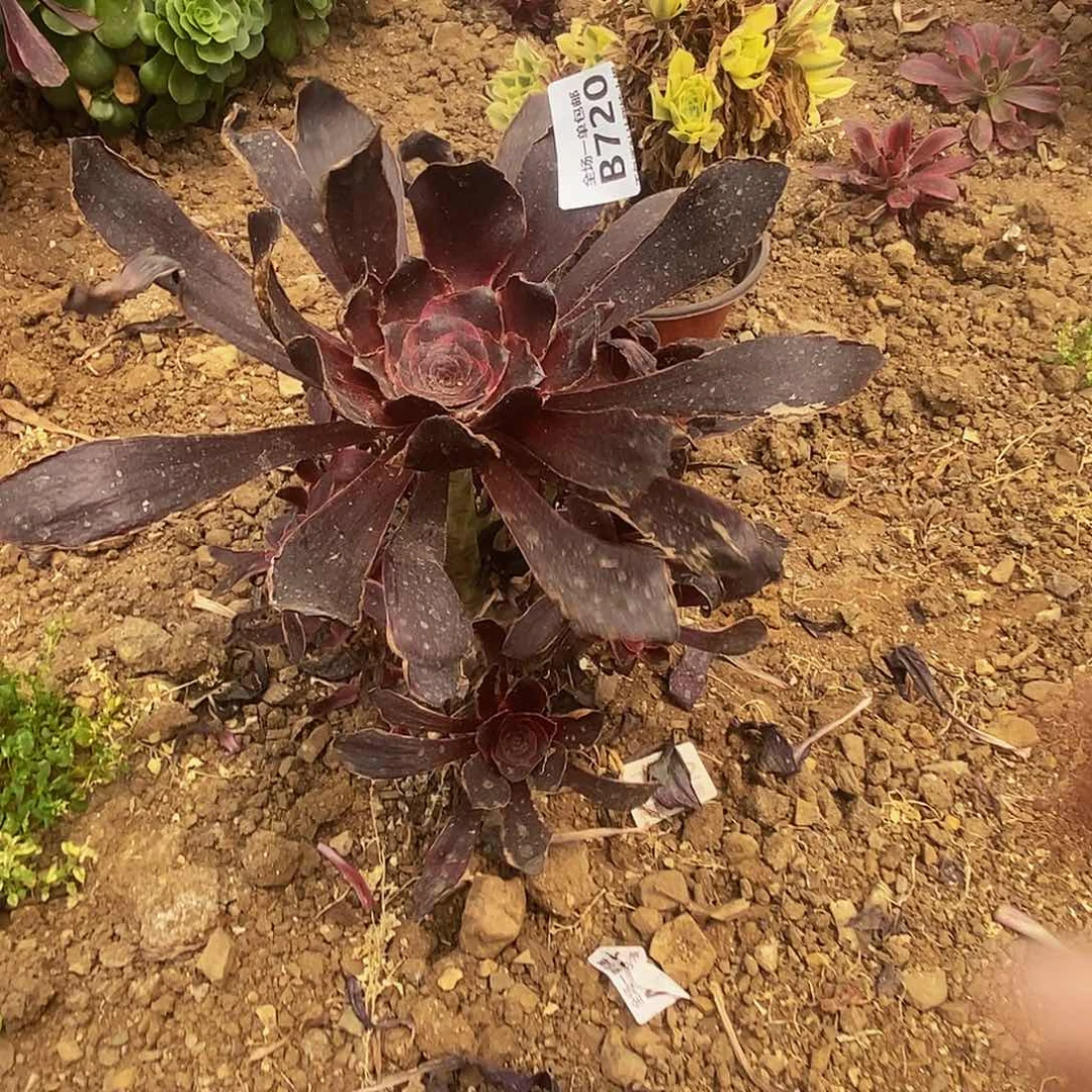 一***W720红魔女多肉法师锦