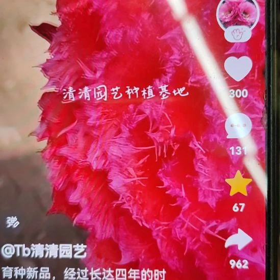 仙人球清清园艺侧芽