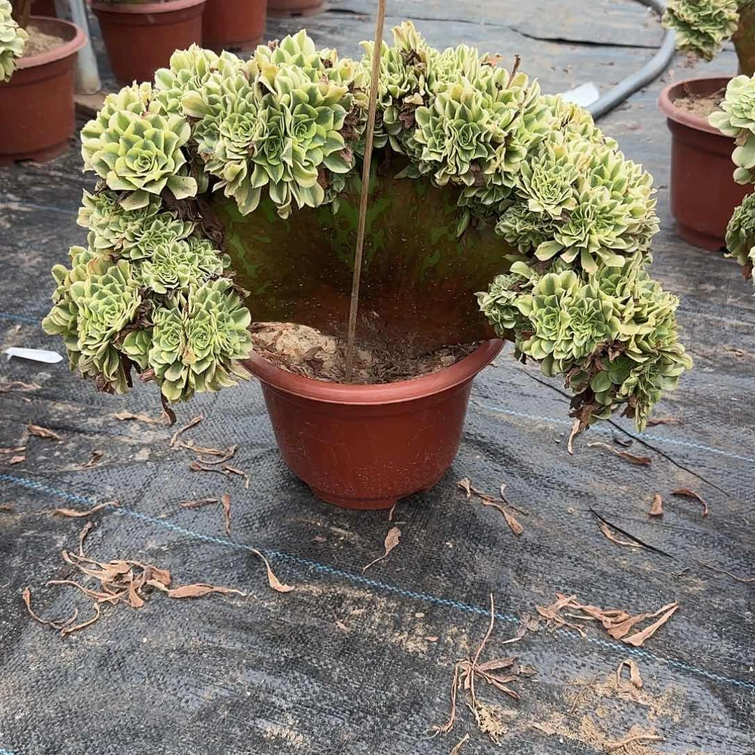 无花朵1整版绿豆沙缀化脱土发货
