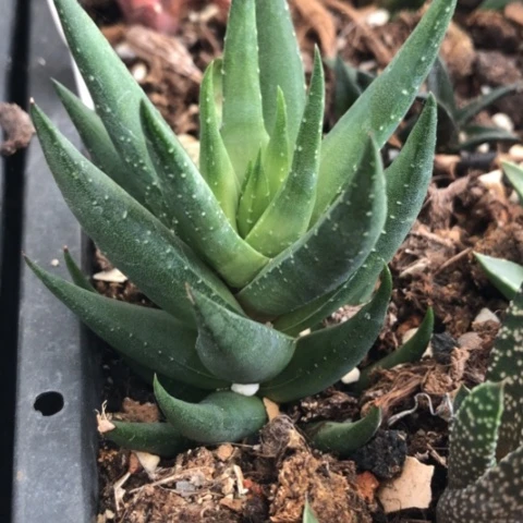 青瞳硬叶脱盆发货哈哈