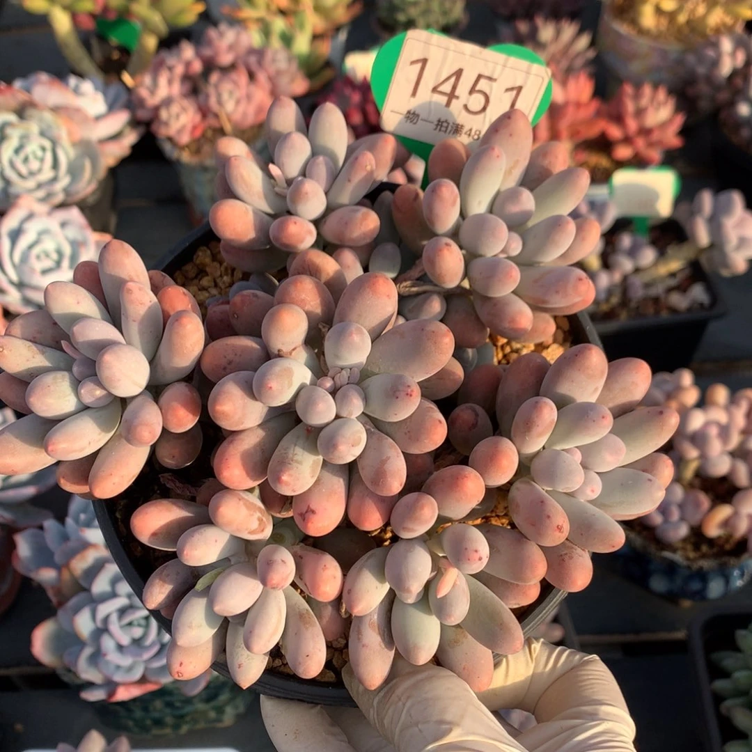 大叶汤圆无砍捧花1451