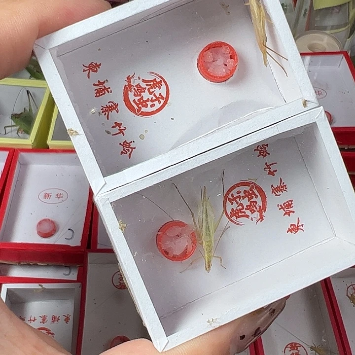 蟋蟀哈哈哈哈哈哈哈哈哈哈