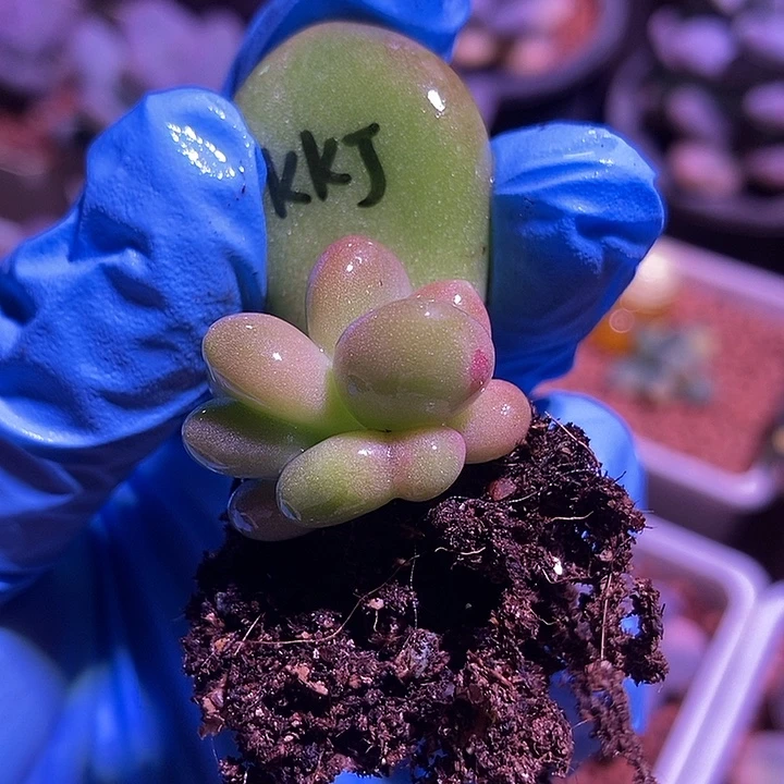 Kk奶酪锦多肉植物