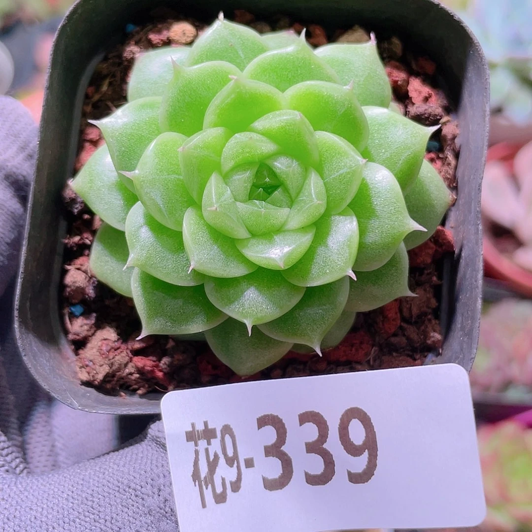 花利美 9-339麦秆