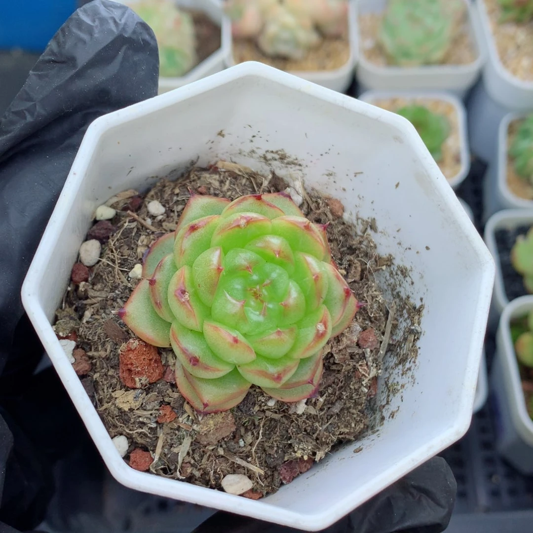 58包邮  群生不包整露华44