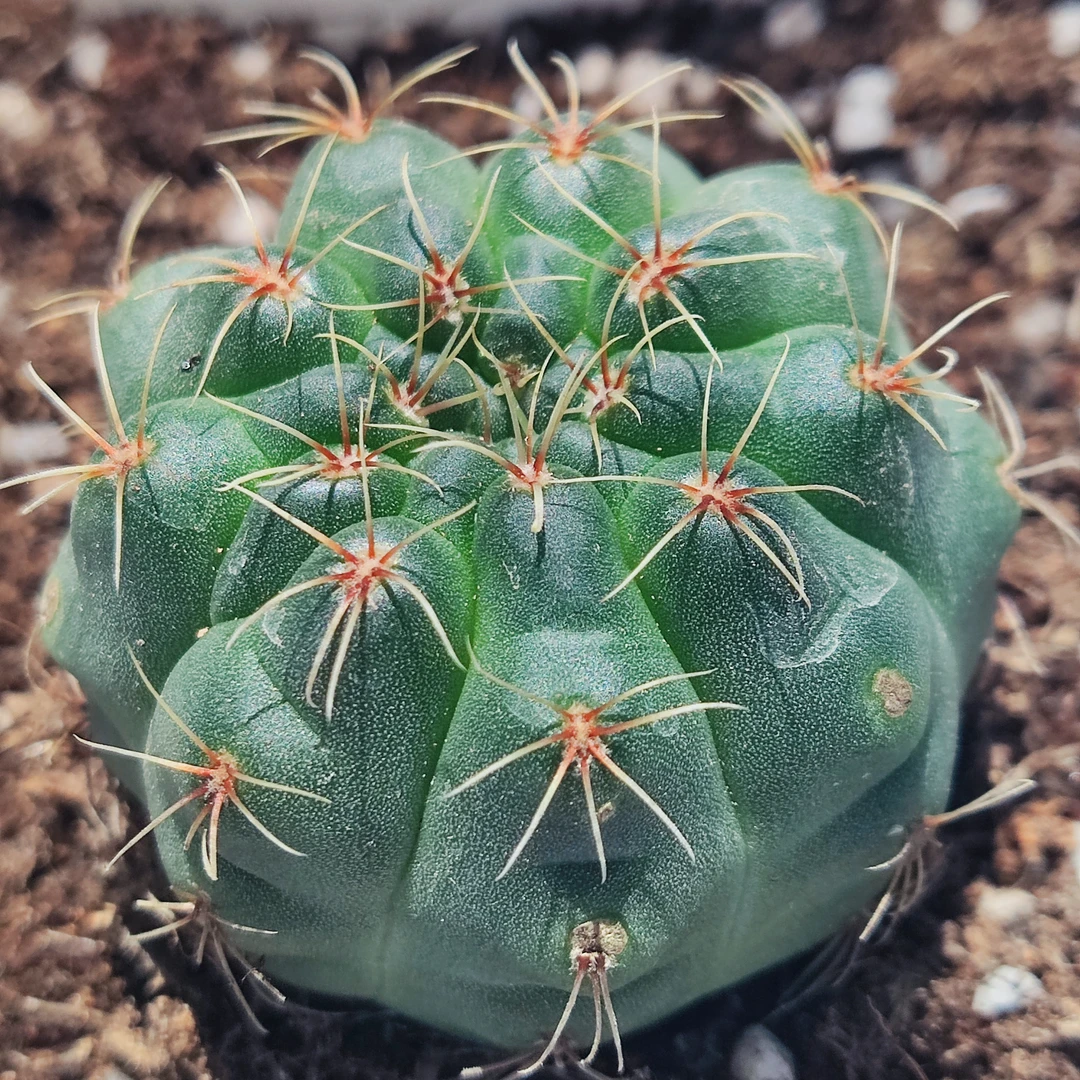 小颗绯花玉 4厘米冠幅 10厘米方盆带盆发货