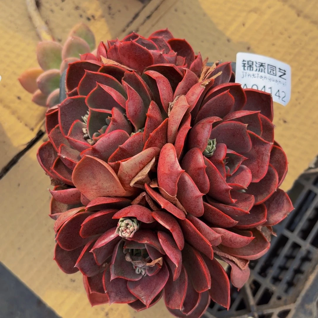 不知名一物一拍4142