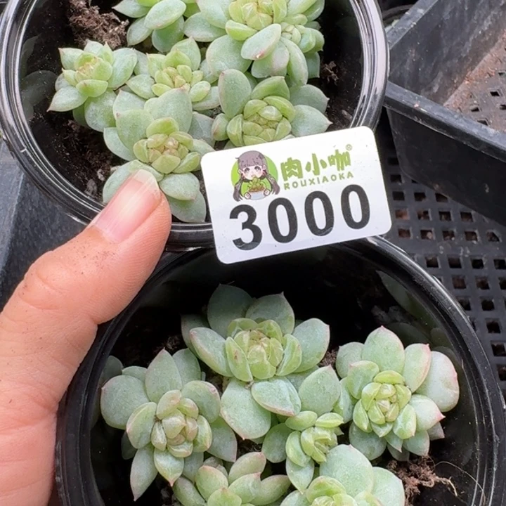 紫***x多肉植物多肉植物