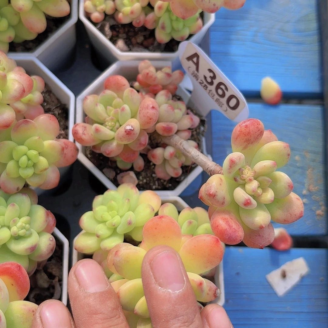 A360香格里拉一物一拍